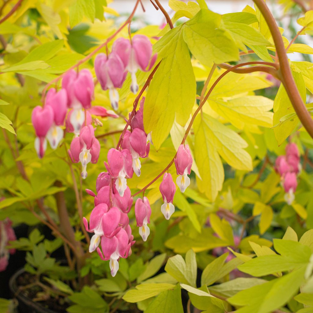 Coeur de Marie - Dicentra spectabilis Yellow Leaf