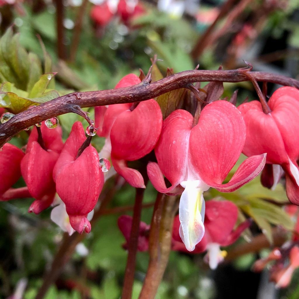 Coeur de Marie Rouge - Dicentra spectabilis Valentine