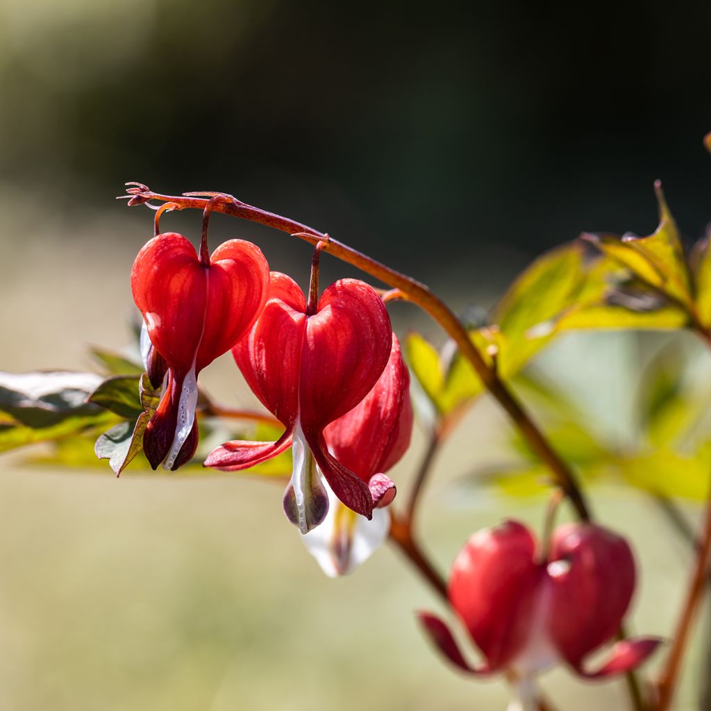 Coeur de Marie Rouge - Dicentra spectabilis Valentine