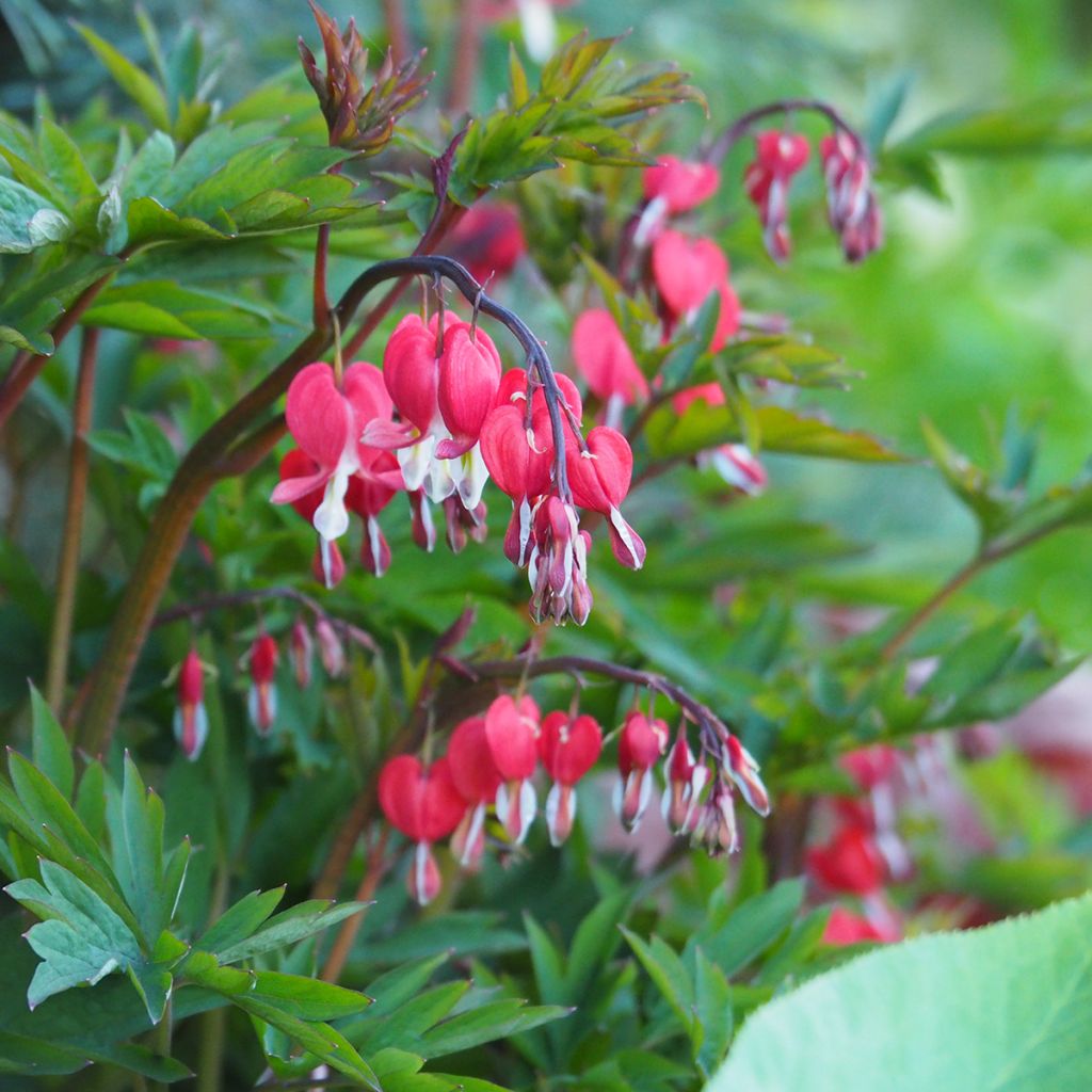 Coeur de Marie Rouge - Dicentra spectabilis Valentine