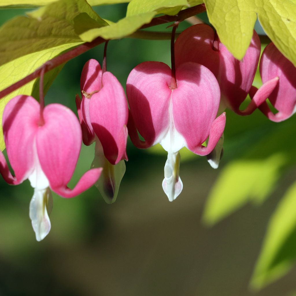 Coeur de Marie doré - Dicentra spectabilis Goldheart®