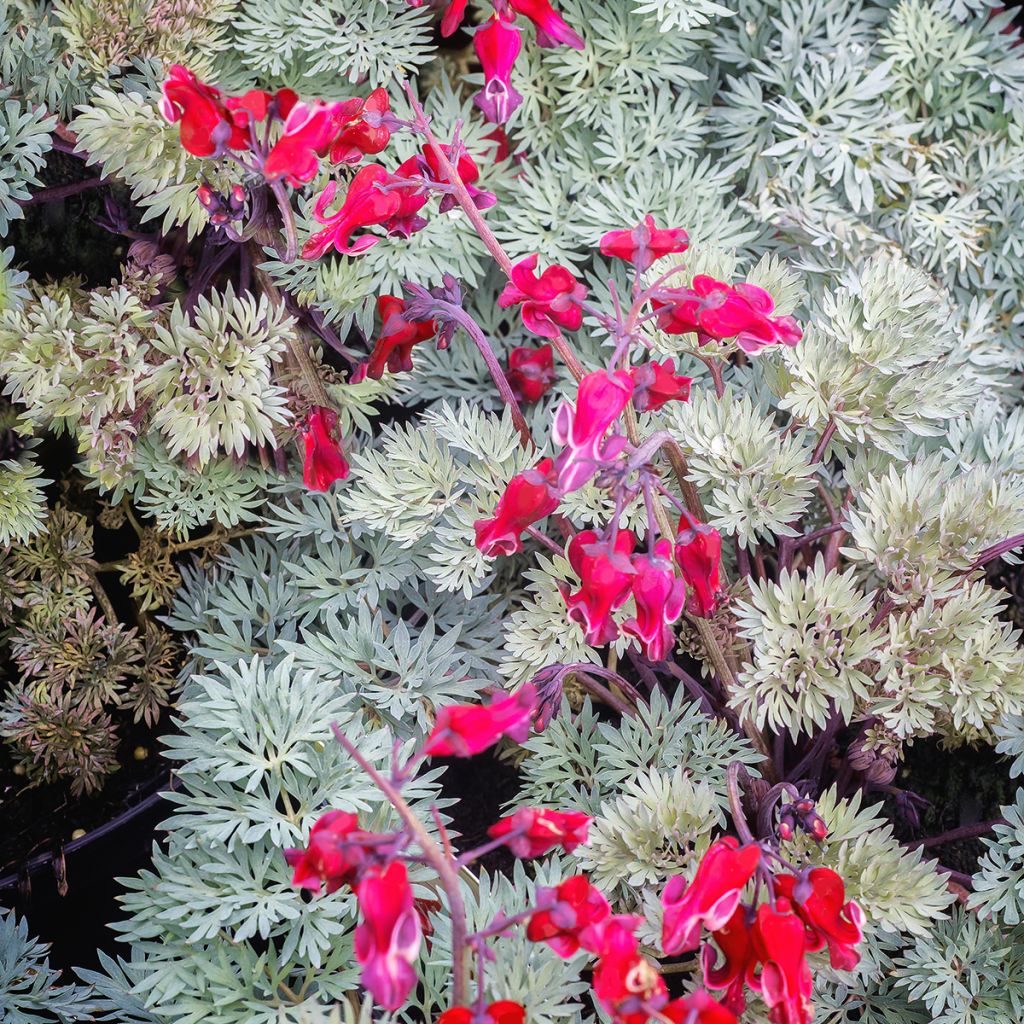 Coeur de Marie rouge - Dicentra Burning Hearts®