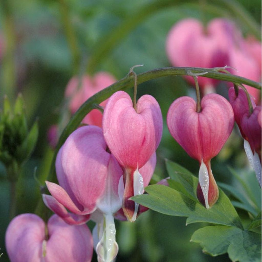 Coeur de Marie - Dicentra spectabilis