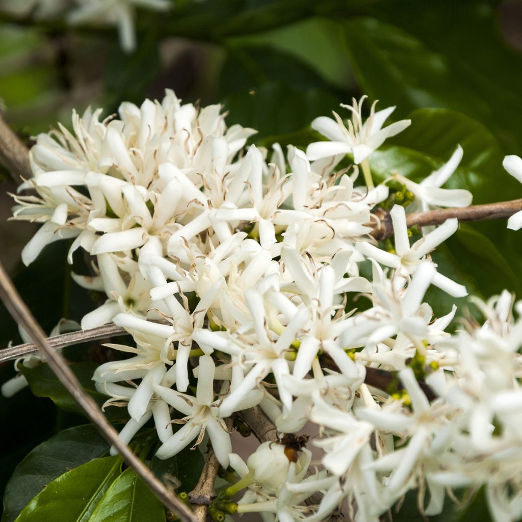 Coffea arabica - Caféier