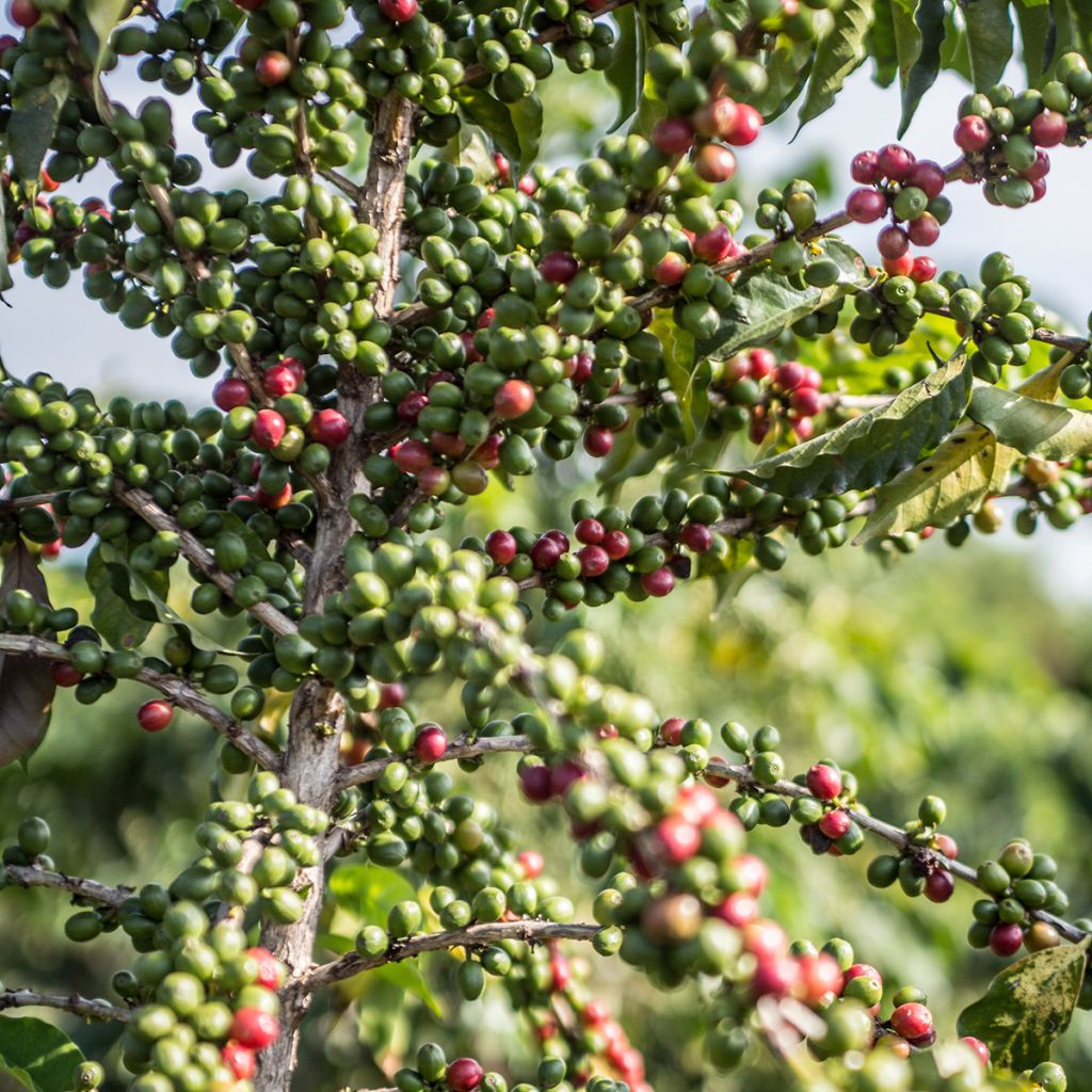 Coffea arabica - Caféier