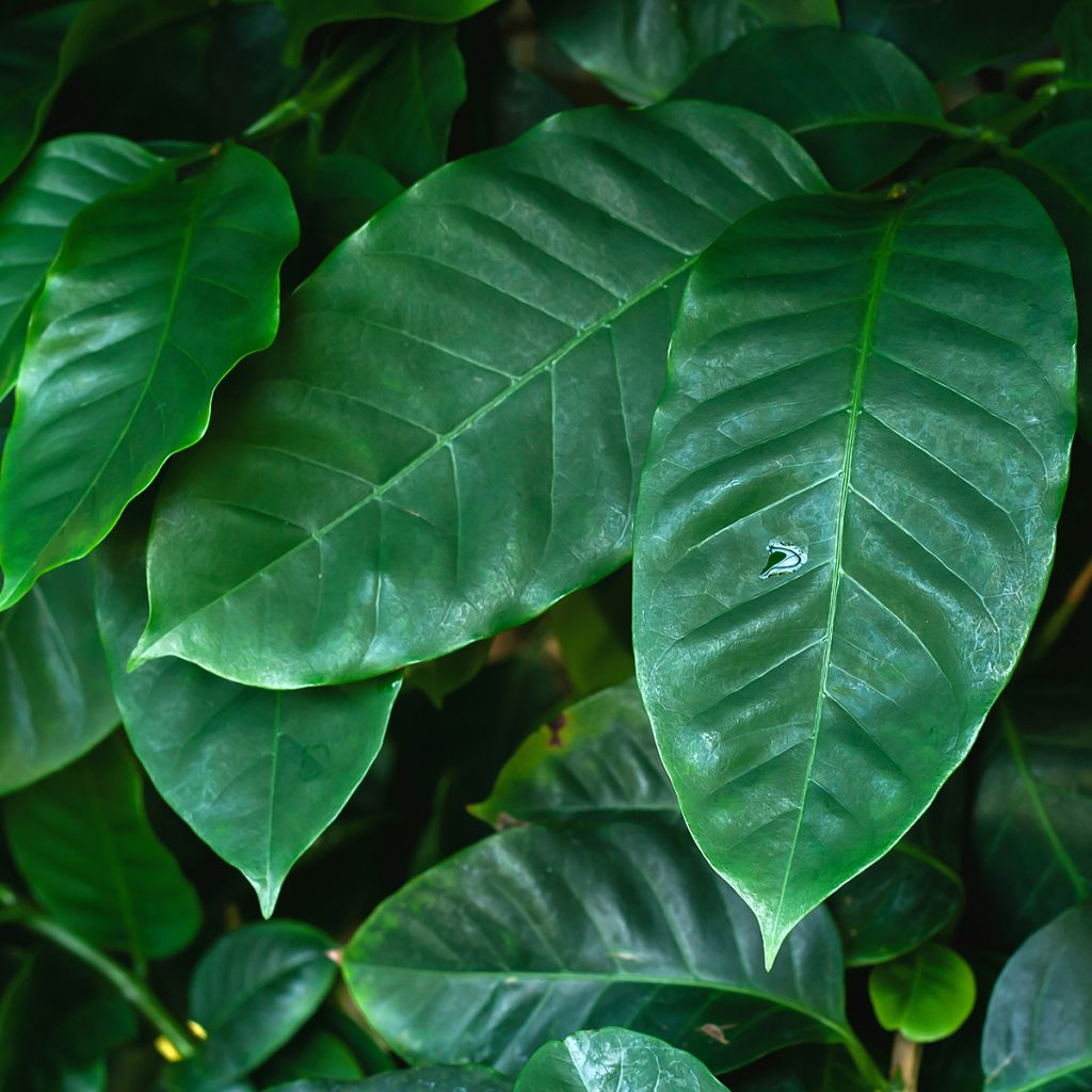 Coffea arabica - Caféier