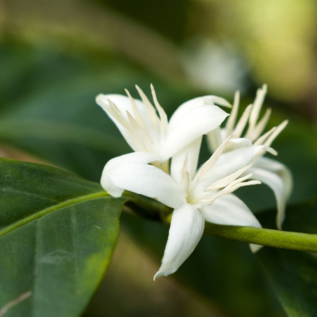 Coffea arabica - Caféier