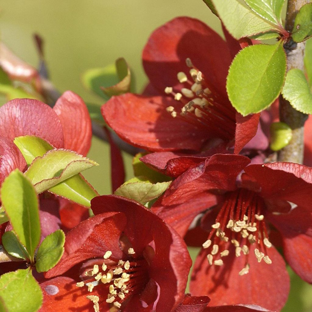 Cognassier du Japon Crimson and Gold - Chaenomeles superba