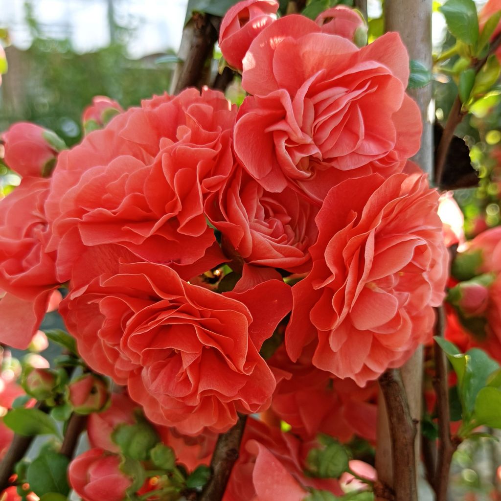 Cognassier du Japon Orange Storm - Chaenomeles speciosa