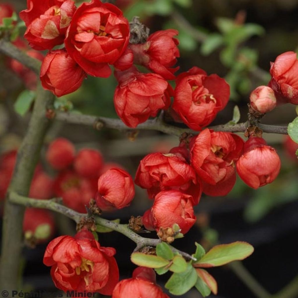 Cognassier du Japon, Chaenomeles superba Red Joy