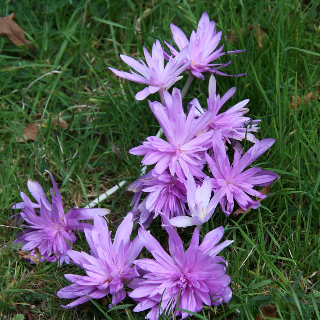 Colchicum autumnale Pleniflorum ou Roseum Plenum - Colchique d'automne