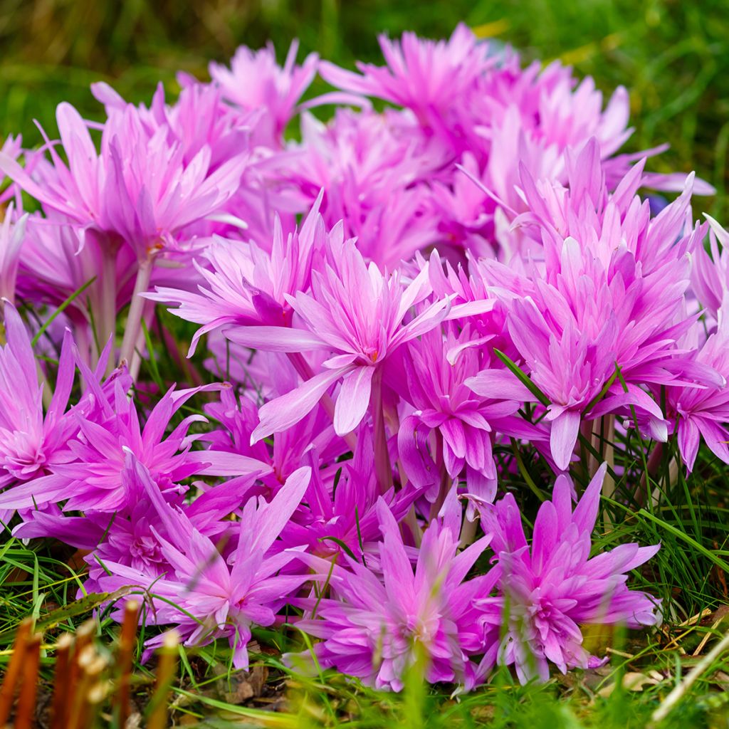 Colchique hybride Waterlily