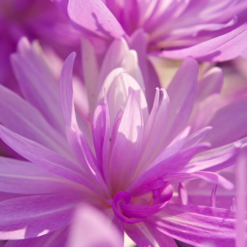 Colchique hybride Waterlily