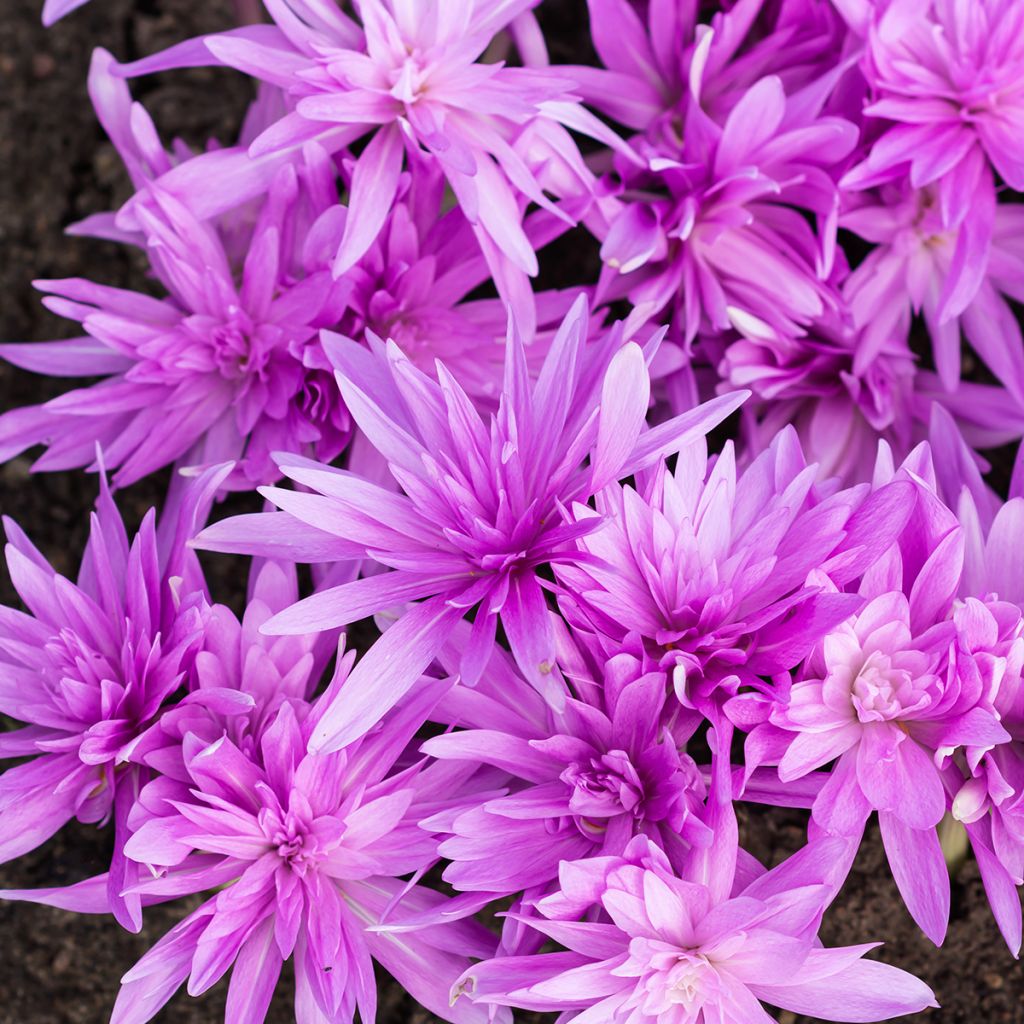 Colchique hybride Waterlily