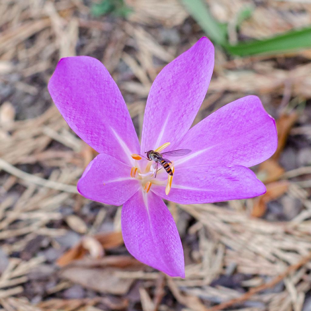Colchique Hybride lilac wonder*