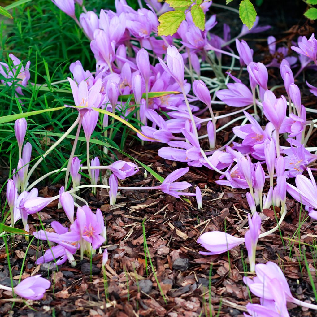Colchique Hybride lilac wonder*
