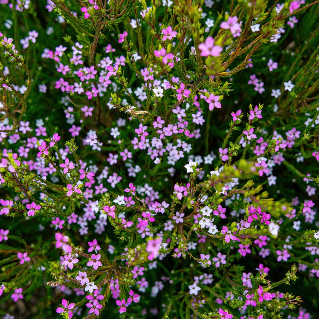 Coleonema pulchrum - Buisson confetti