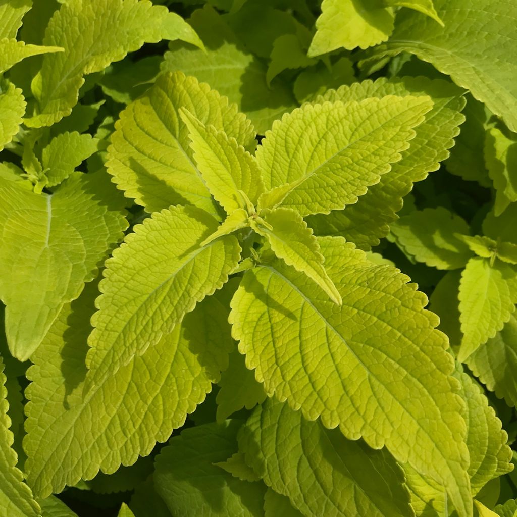 Coleus Copinto Margarita