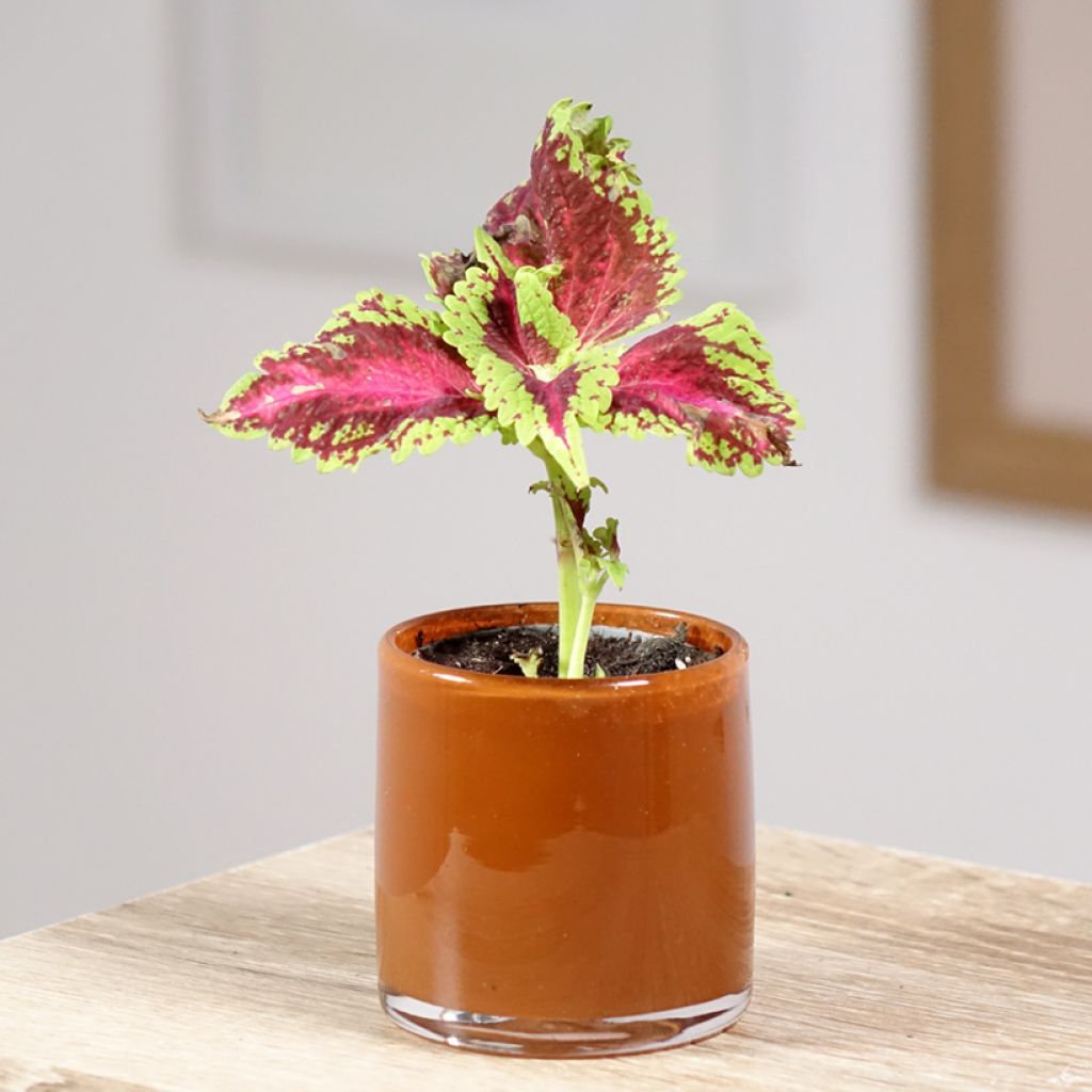 Coleus Le Freak