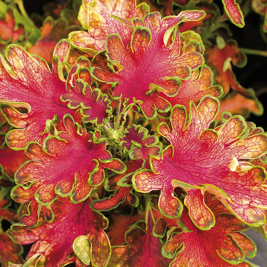 Coleus Ruffles Copper