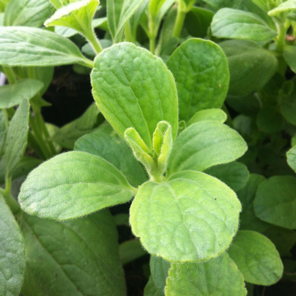 Coleus canina - éloigne chiens et chats