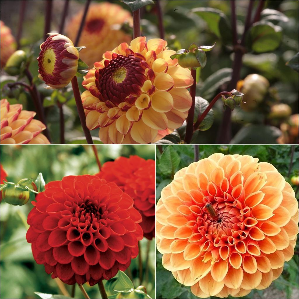 Collection 3 dahlias balle, tons chauds