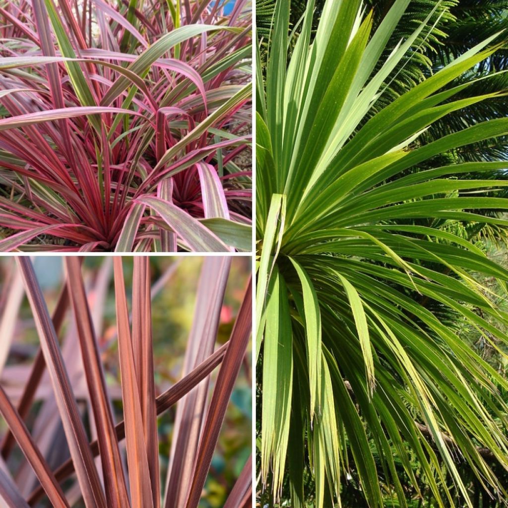 Collection Cordylines pour Massif exotique