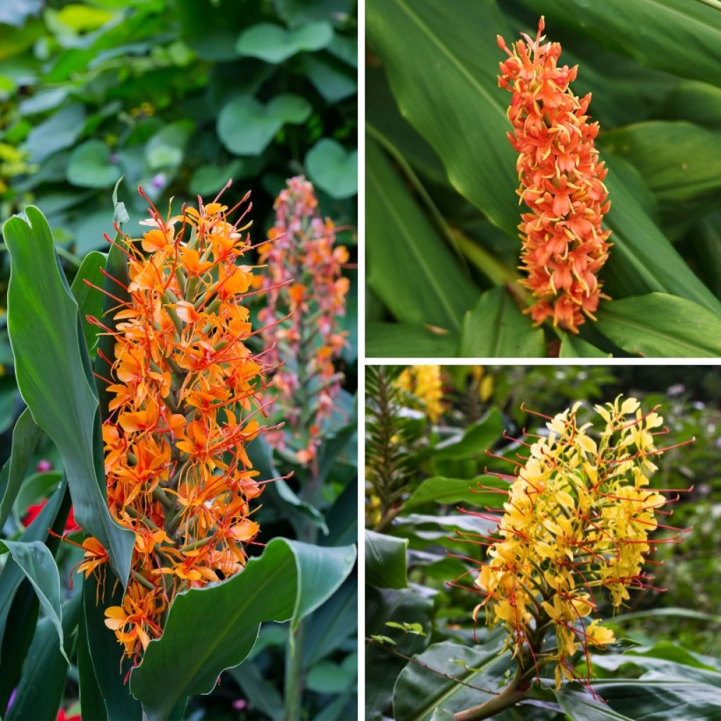 Collection Hedychium -  Gingembres d'ornement 