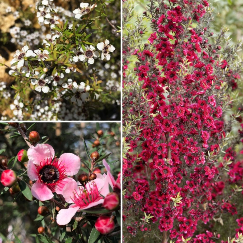Collection Leptospermum