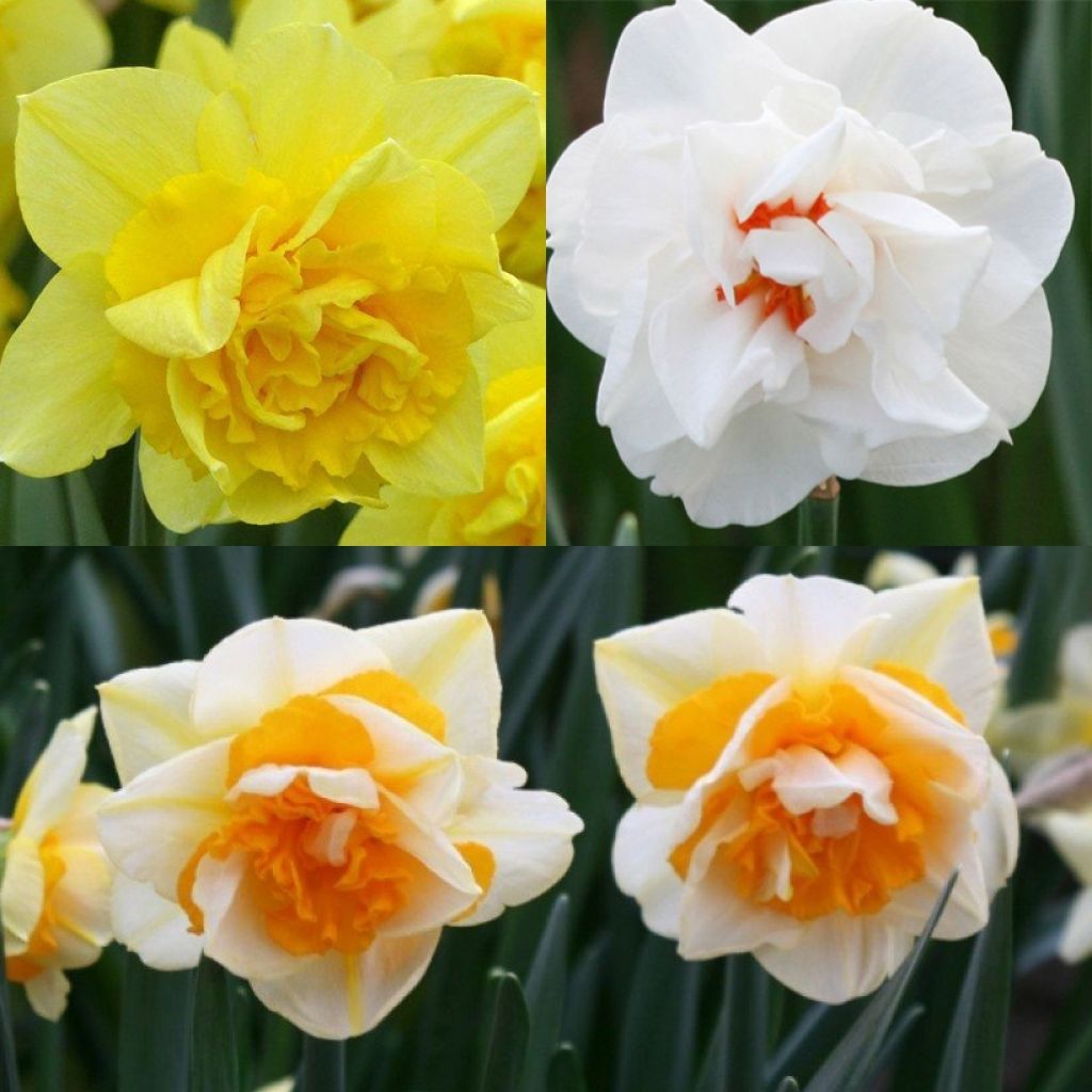 Collection narcisses doubles
