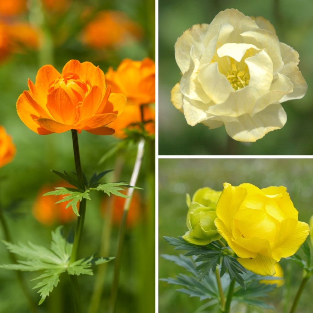 Collection Trollius