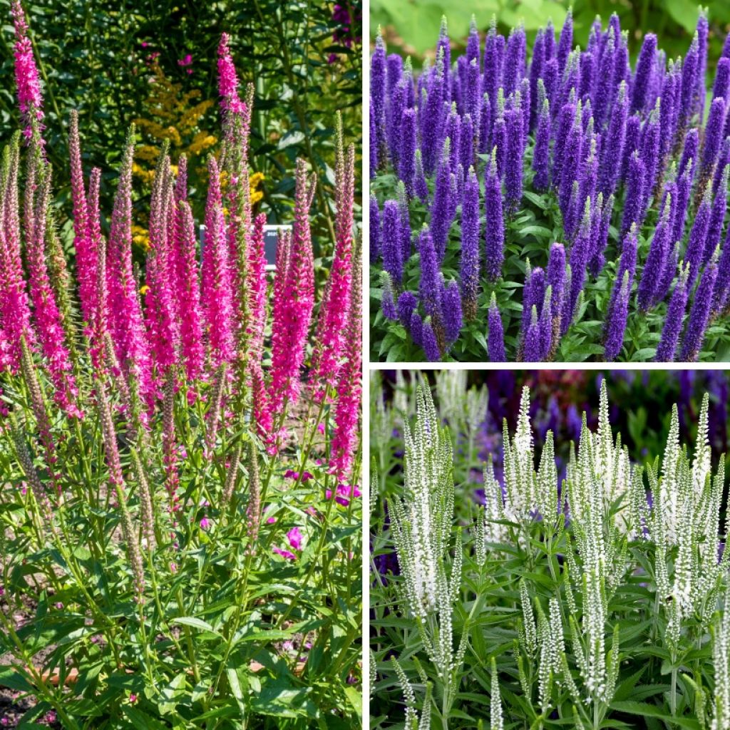 Collection Véroniques en épis - Veronica spicata