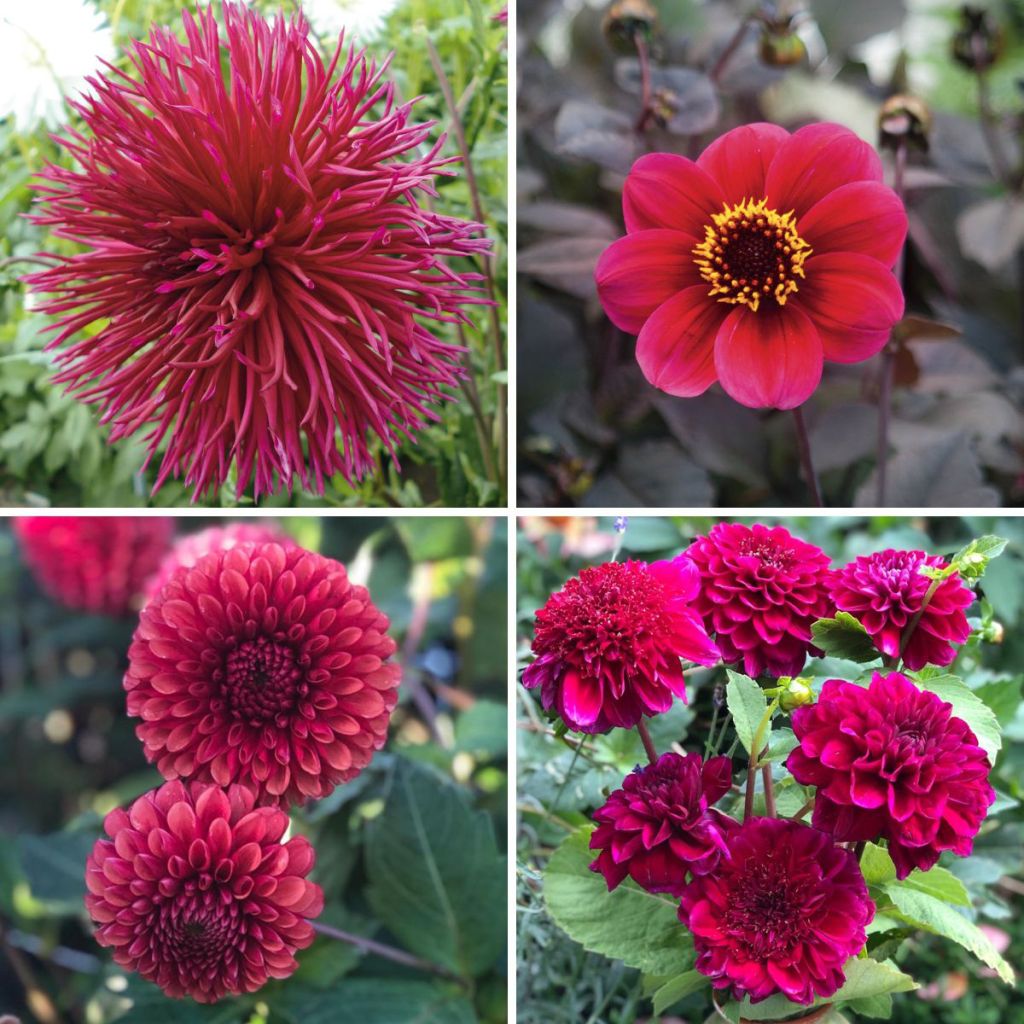 Collection Dahlias Viva Magenta