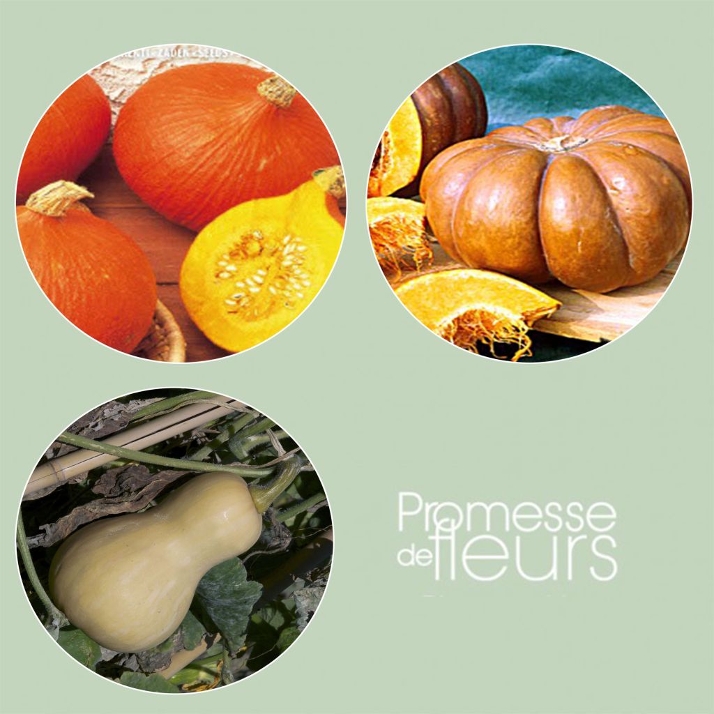 Courge musquée, Vendues individuellement, 0,83 - 1,65 kg 