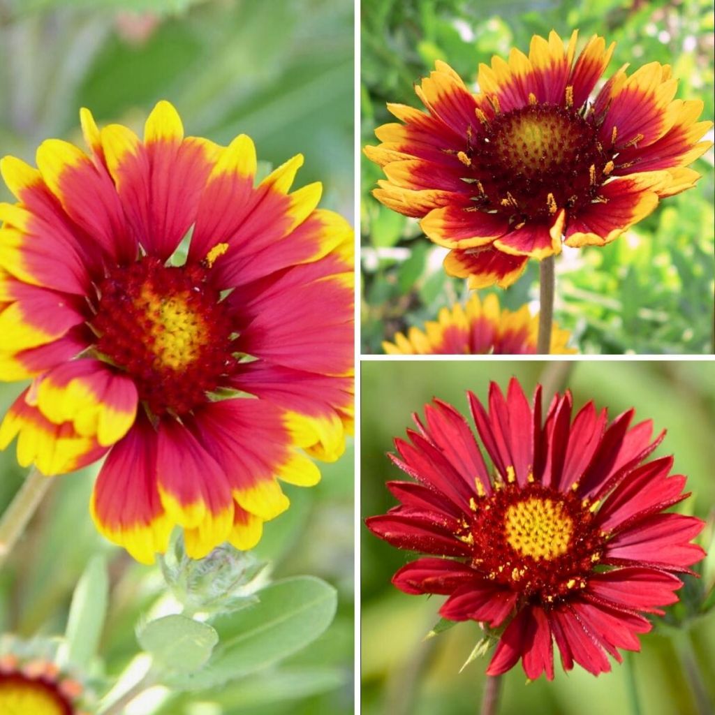 Collection Gaillardes à petit prix