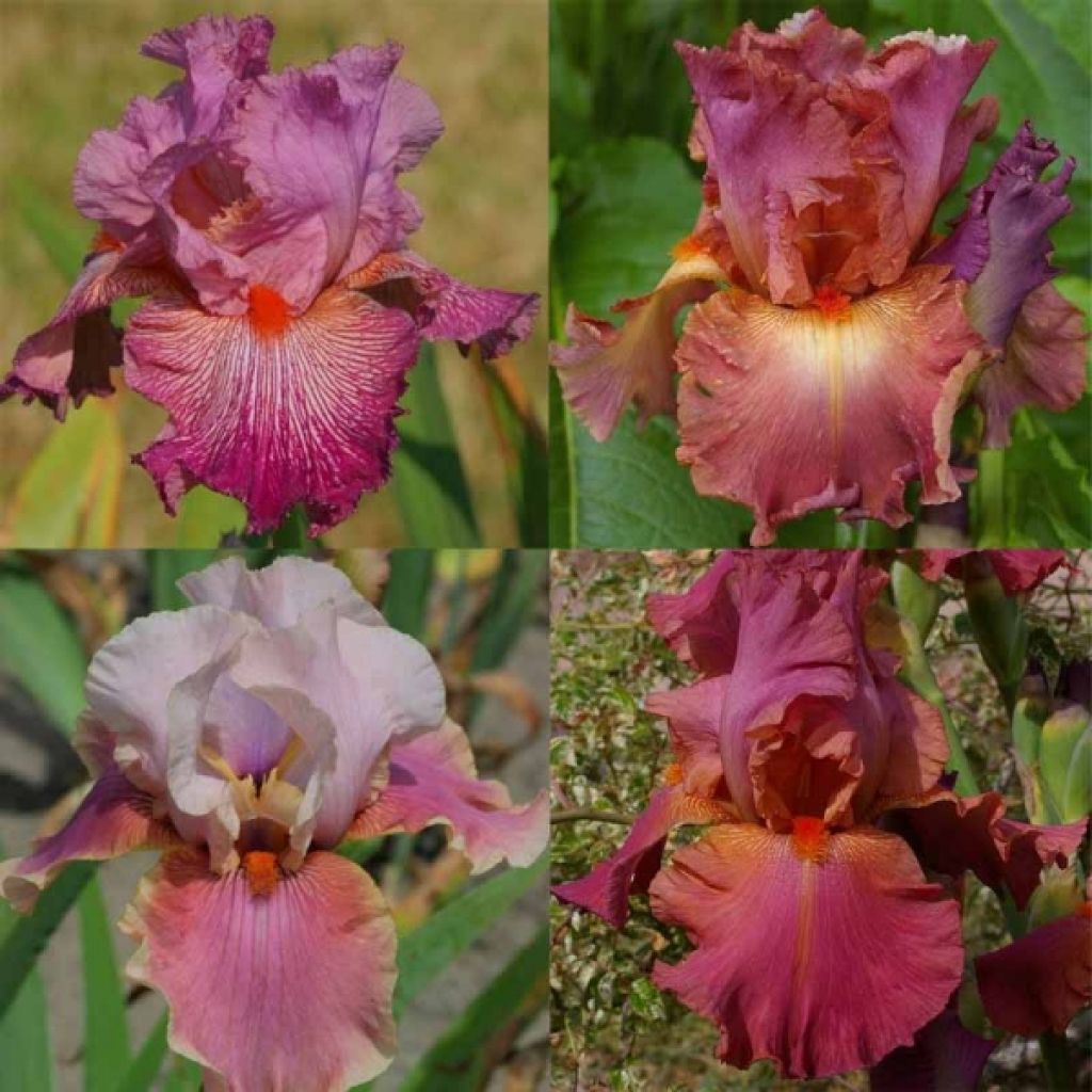 Collection Iris Fruités