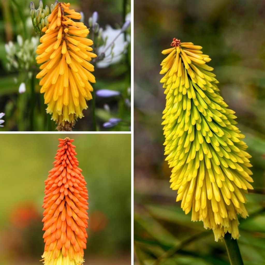 Collection Kniphofias