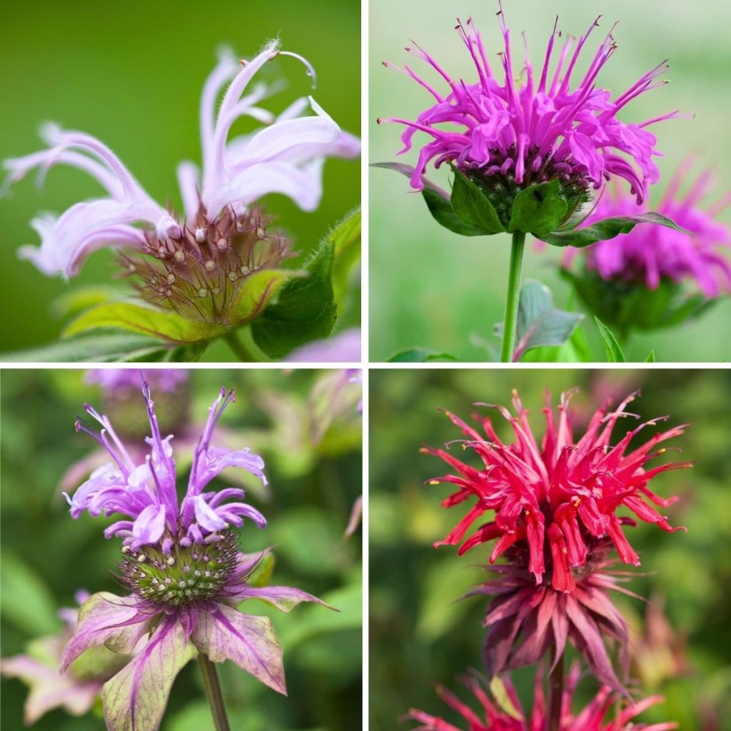 Collection monardes à petit prix