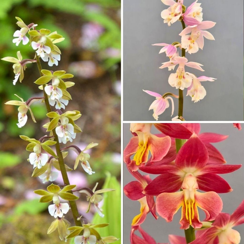 Collection orchidées vivaces - Calanthes