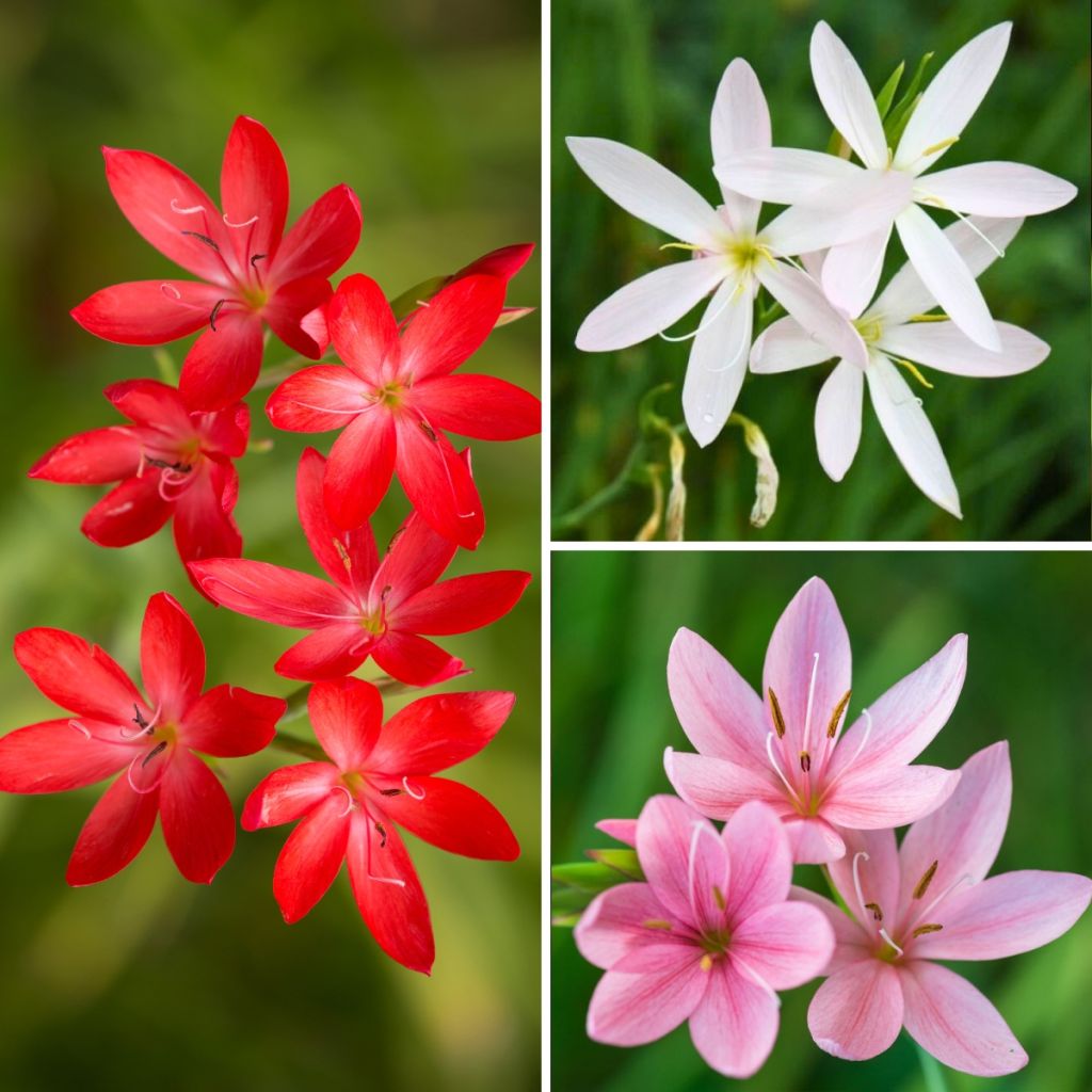 Collection Schizostylis