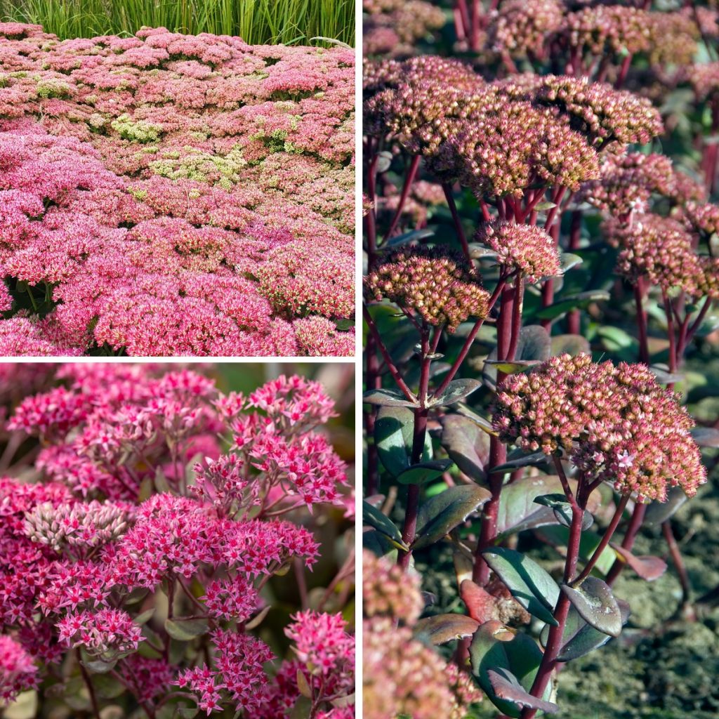 Collection Sedums - Orpins d'automne