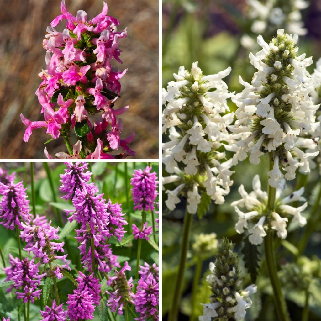 Collection Stachys officinaux - Bétoines