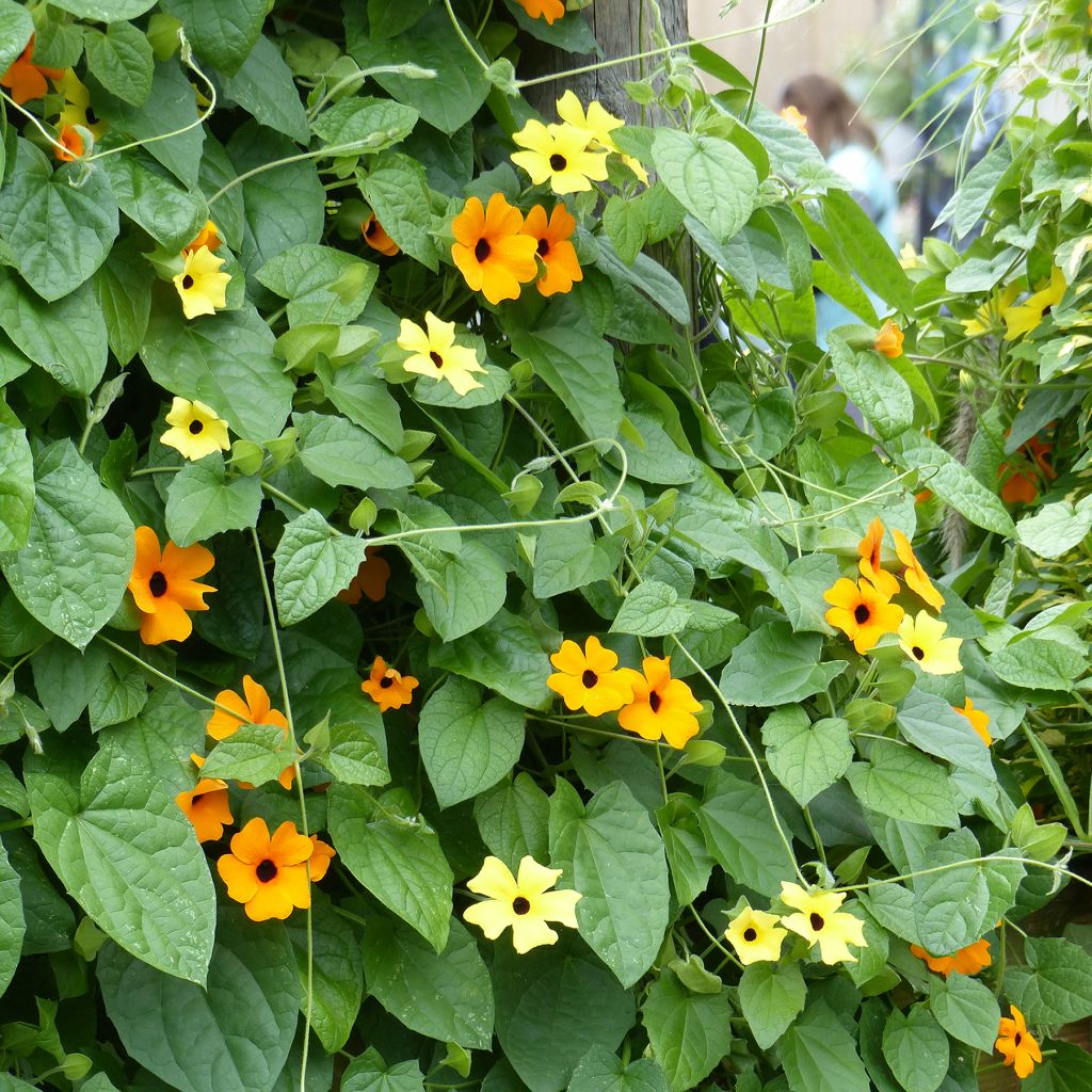 Collection Thunbergia Alata - Suzannes aux yeux noirs