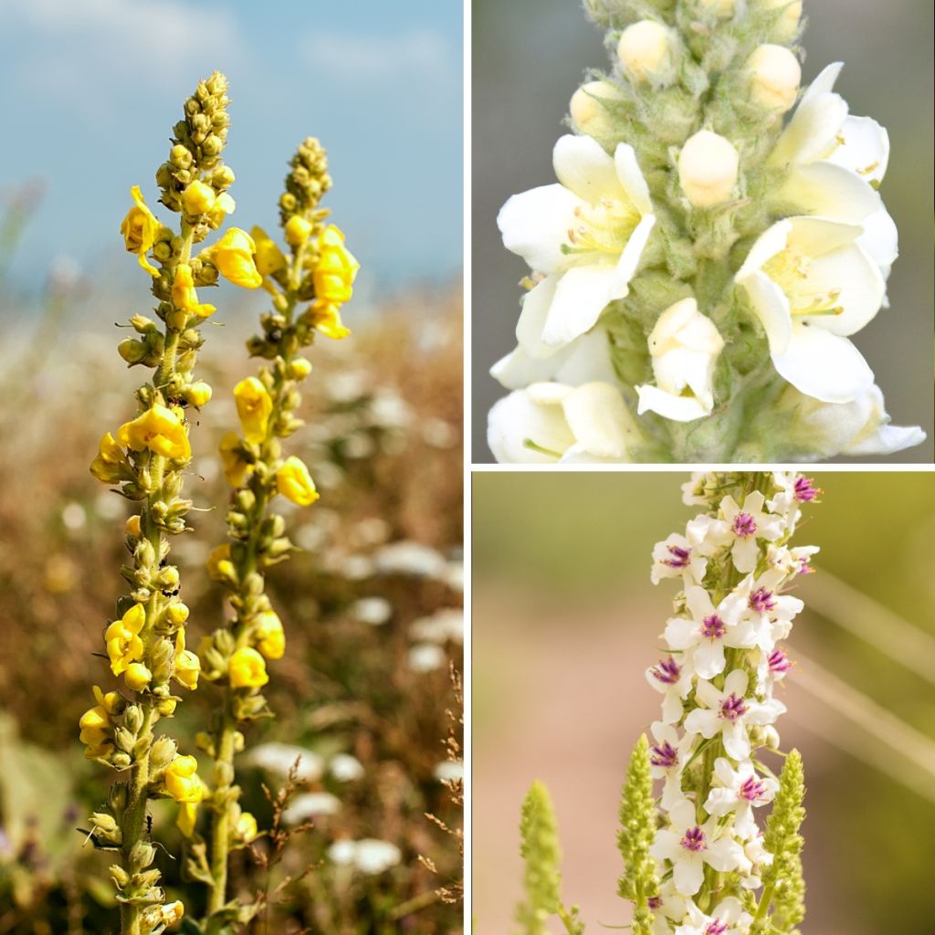 Collection Verbascum sauvages - Molènes