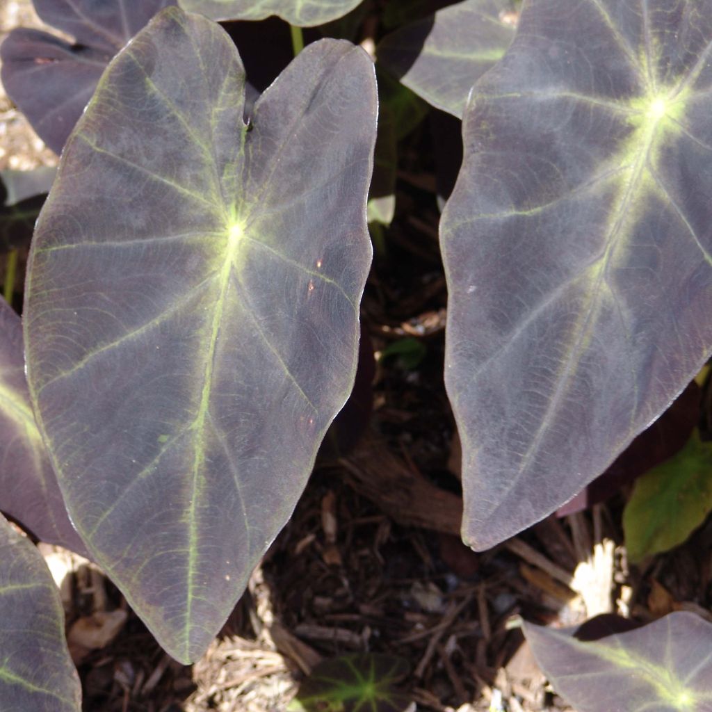 Colocasia Black magic - Oreille d'Eléphant 