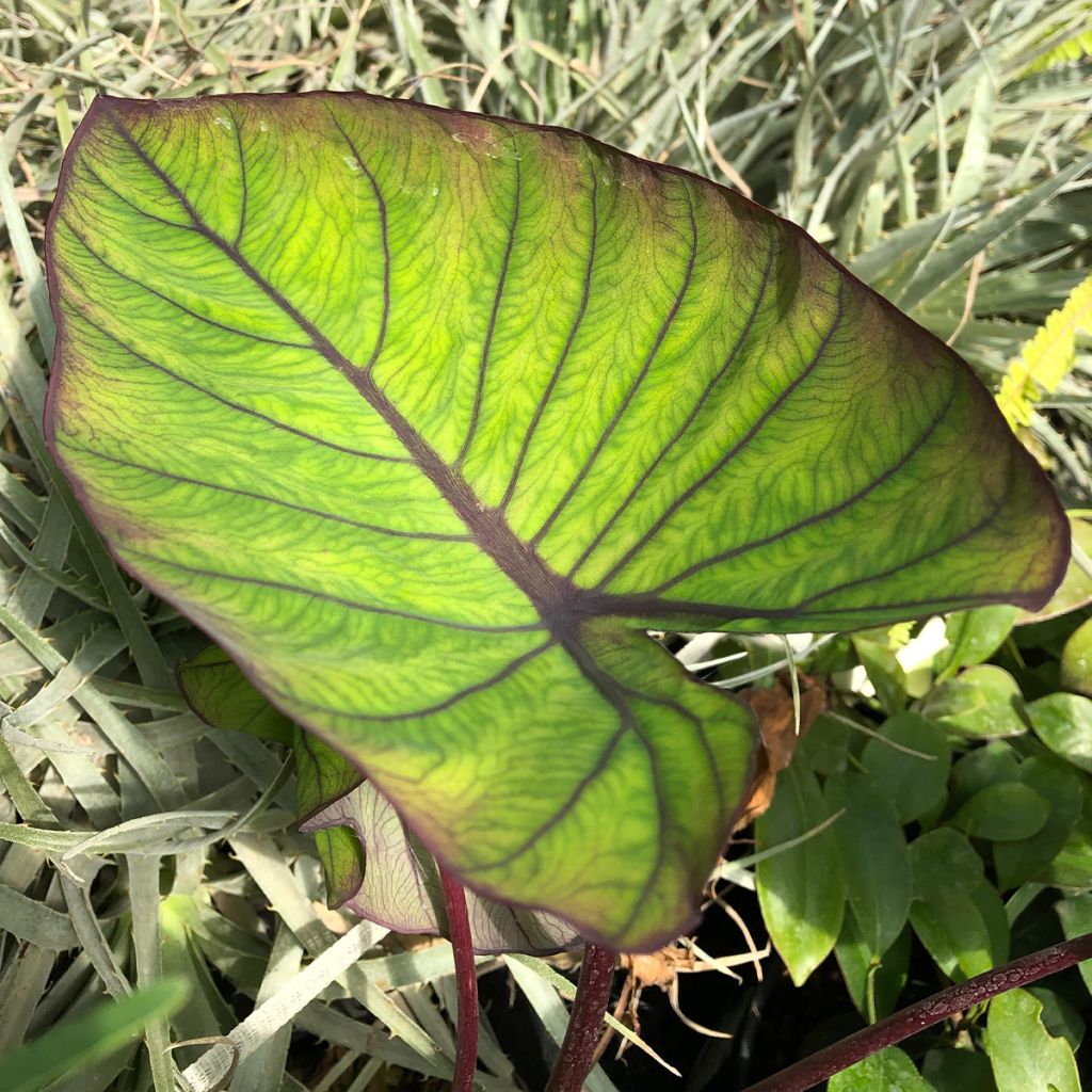 Colocasia Blue hawaii - Oreille d'éléphant