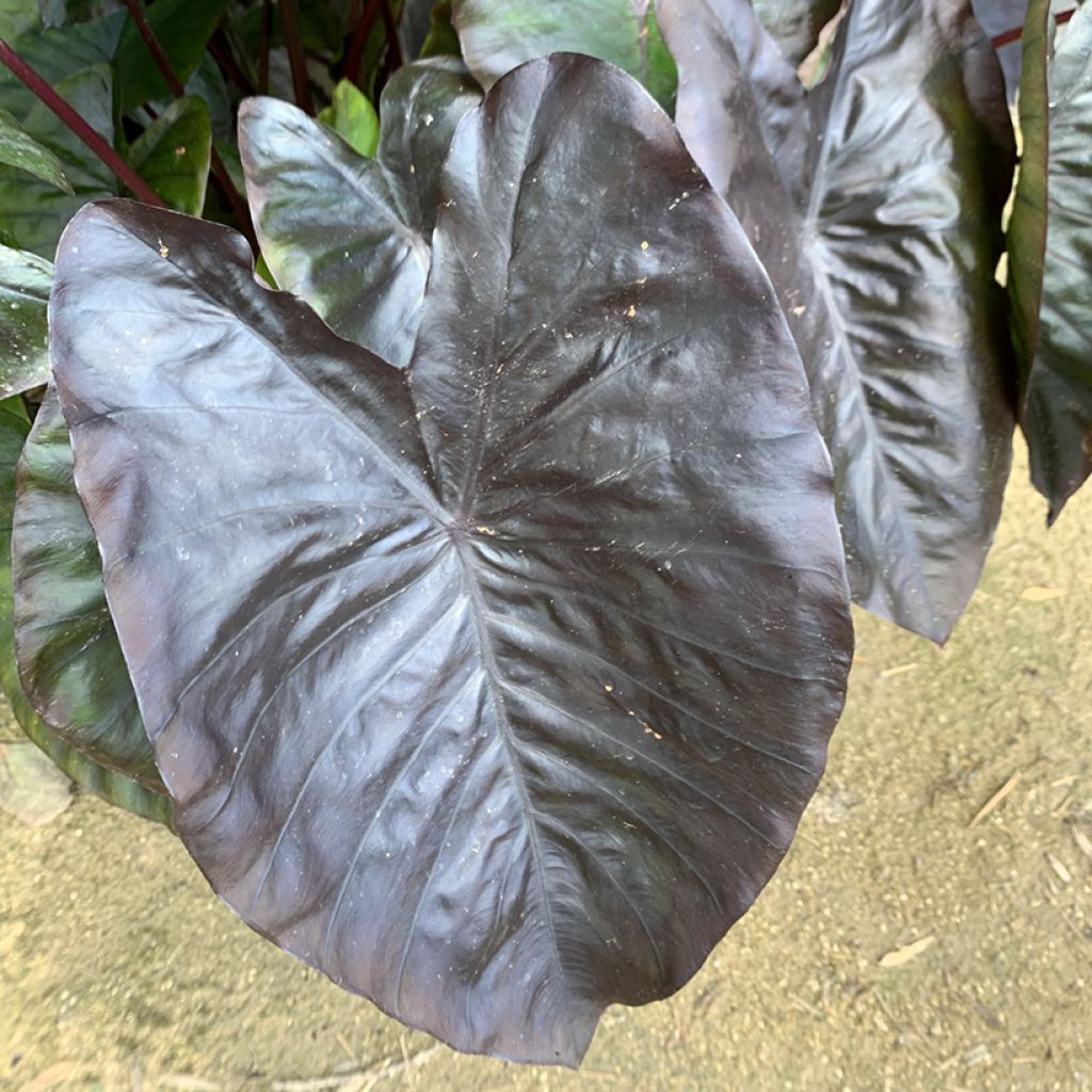 Colocasia esculenta Diamond Head - Oeille d'éléphant