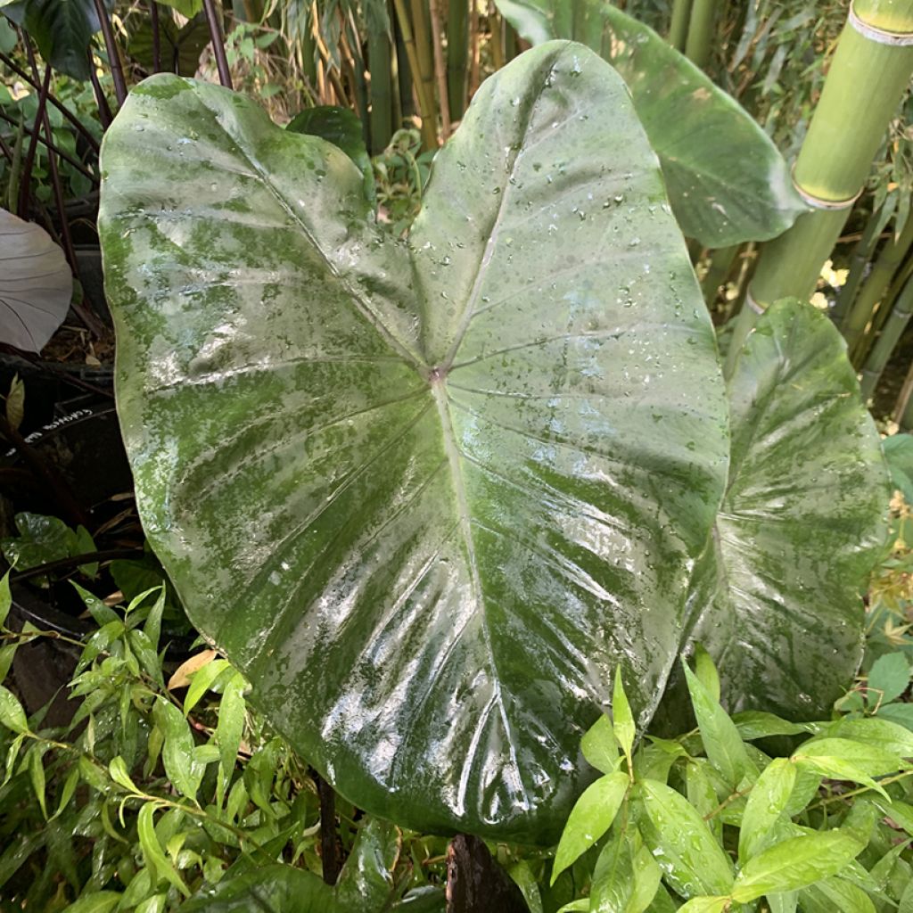 Colocasia esculenta Fontanesii - Oreille d'éléphant