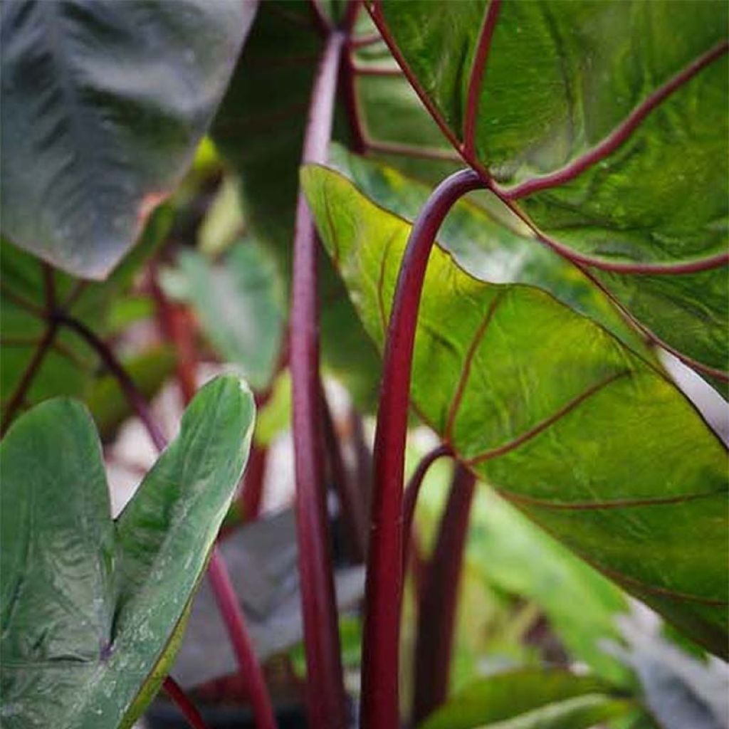 Colocasia Hawaiian Punch - Taro