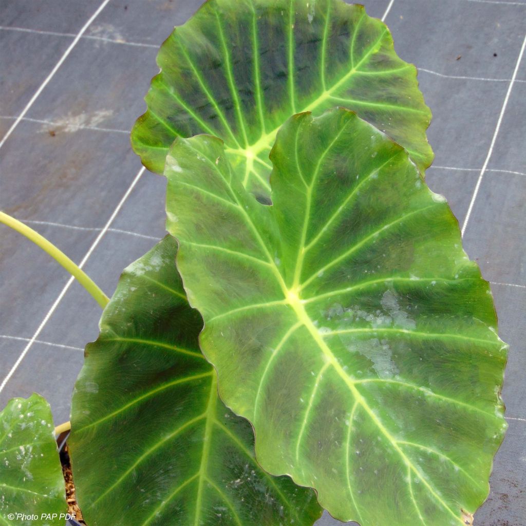 Colocasia Imperial Gigante - Oreille d'Eléphant 